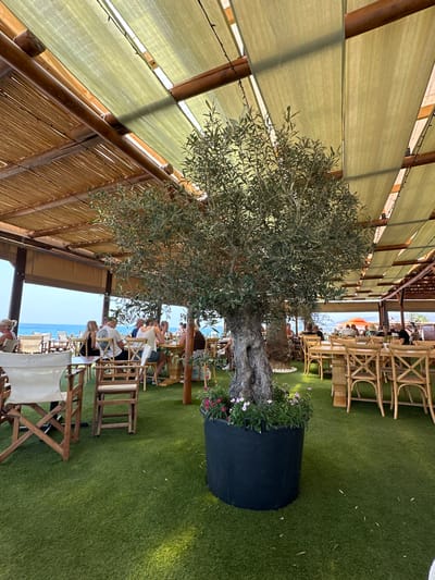 The image depicts a beachfront restaurant with an open-air seating area covered by a light green canopy. The floor is covered with artificial grass, and an olive tree in a large black planter stands prominently in the foreground. Several wooden tables and chairs are arranged throughout the space. In the background, people are seated at tables, dining and socializing. Beyond the seating area, the blue sea and sky are visible, suggesting a coastal location. The style of the restaurant, with its natural materials like wood and bamboo elements in the ceiling, along with the beachfront setting, indicates it is likely a casual dining establishment. The presence of the sea and the overall atmosphere suggest this is a tourist-friendly area, potentially in a Mediterranean climate. The specific location in the city of Kissonerga Community, Cyprus, is inferred from the context of the image, which captures a typical resort or beachside dining experience found in such locations.