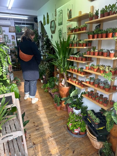 An interior view of a plant shop in Thanet, United Kingdom, shows one individual browsing amidst numerous plants. The person, viewed from the back, wears a dark-colored long-sleeved top, dark blue cuffed trousers, and light-colored sneakers, with an orange fanny pack or crossbody bag worn diagonally across their back. They stand on a light-colored wooden plank floor, which displays patches of direct illumination.
To the right, a white wall is fitted with multiple staggered wooden shelves, each densely populated with small potted succulents and cacti in brown plastic containers. Below these shelves and extending along the right side of the shop, various larger potted plants, including a prominent Yucca plant in a terracotta pot, are arranged on the floor. Additional plant displays, including trays of smaller plants, are also visible at floor level.
The left side of the image features a partial view of a wooden slat display stand in the foreground, with further greenery beyond it. In the background, more plants are visible, alongside a counter area, framed botanical artwork, and decorative mirrors on a wall. The shop is illuminated by ceiling-mounted fluorescent strip lights.