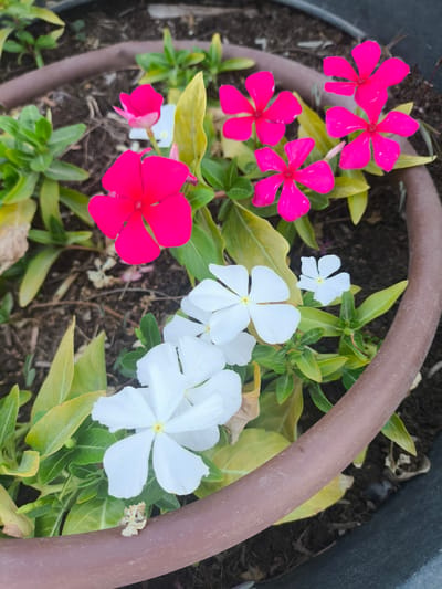The image shows a close-up view of a potted plant with vibrant pink and white flowers. The flowers have five petals each, with a slightly darker pink or yellow center. Several of these flowers are in bloom, some fully open and others in bud. The leaves are a glossy green, with some showing yellowing, suggesting perhaps the end of a growing season or a need for watering. The plant is in a brown pot, partially visible along the bottom and right edges of the frame. The background consists of dark soil with some scattered dried leaves. The overall impression is one of natural beauty and the simple charm of garden flowers. The lighting suggests it is daytime, likely outdoors, though no specific weather conditions are discernible. The scene is tranquil, focusing solely on the plant and its blossoms.