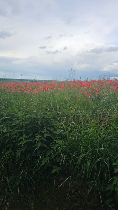 An outdoor, eye-level, vertical shot captures a field of vibrant red poppies stretching across the horizon under a cloudy sky. The foreground is dominated by lush green vegetation, including nettles and tall grasses, obscuring the ground below. The poppies are densely packed, creating a striking carpet of red, with some appearing to be in various stages of bloom. In the distance, a few scattered buildings can be faintly discerned, suggesting a rural or semi-rural setting within the city of Walcourt, Belgium. The sky is filled with a mix of grey and white clouds, hinting at overcast weather.