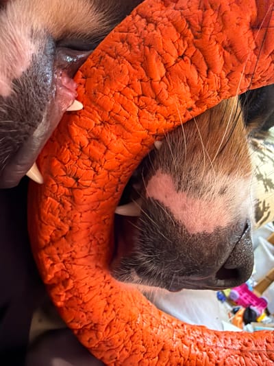 The image, taken in the city of Chornaya, Russia, provides an extreme close-up of two dogs' mouths interacting with an orange, textured object, possibly a chew toy. One dog's mouth, on the left, shows its tongue and teeth against the orange surface. Its snout is visible, with fur that is a mix of white and brown. The other dog's mouth, on the right, also displays its teeth and snout, featuring brown and white fur and a pinkish marking on its face. The orange object has a rough, wrinkled texture, resembling a giant carrot or a similar chew toy. The background is out of focus, suggesting an indoor setting, with hints of other objects and possibly a bed or cushion.