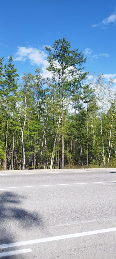 The image depicts a road with a white line running through its center, adjacent to a forest. The forest comprises various trees, including tall, slender birch trees with white bark interspersed with evergreen trees. The sky is bright blue with scattered white clouds. The scene is located in Tabaga, Russia, as indicated by the image source. There are no people or visible interactions between any subjects or objects in the image. The road is gray, and the shadows of trees are cast upon it.