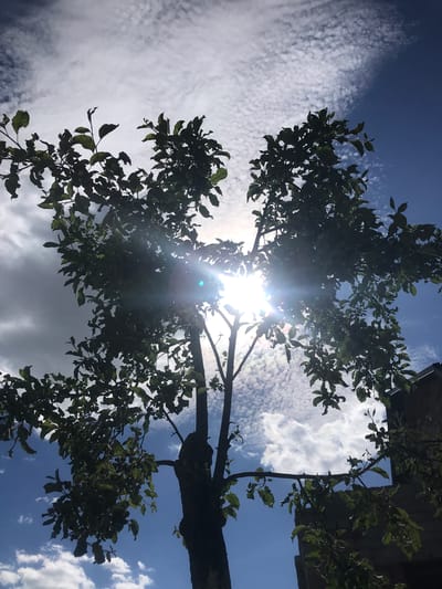 The image shows a view looking up into a tree with the sun shining through the branches and leaves. The sky is visible with a mix of blue patches and scattered clouds. The tree's branches are silhouetted against the bright light, and the leaves appear to be a medium green color. There is nothing indicating location of Petrykiv, Ukraine.
