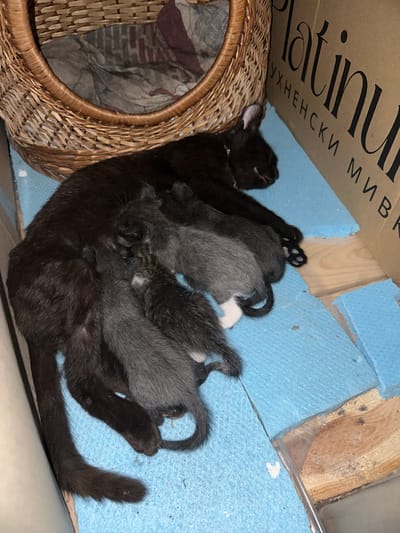 A black cat is lying on its side on blue foam padding, nursing several grey kittens. The cat is nestled in the corner of a cardboard box, with the edge of a woven basket visible in the upper left of the frame. The box has text on it, suggesting it may have contained packaging material. The scene appears to be indoors, possibly in a rural setting. There is no specific indication of the exact location within the city of Ravna Gora, Bulgaria, beyond the context provided.