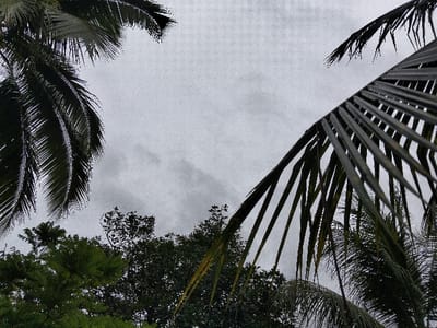 Looking upwards, palm fronds frame a cloudy gray sky. One cluster of fronds dominates the right side, its linear leaves sharp against the muted backdrop. On the left, a denser palm provides a softer silhouette. Below, hints of green foliage indicate trees and other plant life, grounding the composition. The scene evokes a humid or tropical atmosphere, muted by the overcast sky.