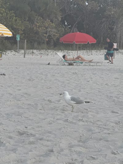 This image captures a beach scene in Pelican Bay, United States of America. In the foreground, a white and gray seagull stands on light-colored sand, facing right, with a small dark object in its beak. In the midground, a female individual is partially nude, reclining on her back on a white lounge chair positioned under a red beach umbrella. She is holding what appears to be a book or tablet and looking down at it. A small, dark-colored bird is present on the sand near her lounge chair. Further to the right and slightly behind, a male individual stands, wearing a dark shirt and patterned shorts, holding a black elongated object (possibly a paddle) and a blue tote bag. To the far left, a yellow and white striped beach umbrella is partially visible. A white sign with a green symbol on a wooden post is situated in the midground, to the left of the red umbrella. Additional wooden posts and small red markers are visible in the sand. A dense line of green vegetation, consistent with coastal foliage, forms the background.