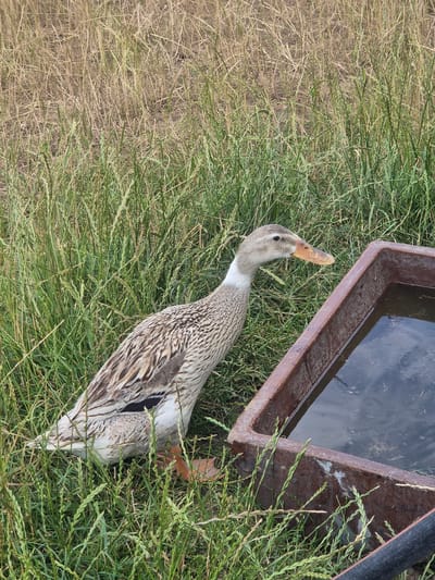 A light-brown duck with a white neck is standing in tall green grass next to a rusty metal water trough filled with water. The duck is facing right, its beak pointed towards the water. The background consists of dry, tan grass. This scene is located in Sint-Huibrechts-Lille, Belgium.