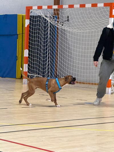 The image depicts an indoor sports hall in Sennecey-le-Grand, France. A medium-sized, short-haired brown dog, wearing a bright blue harness, is captured in motion on a light-colored wooden court. The dog has white markings on its paws and tail tip, with its tongue slightly extended. It is positioned in the mid-ground, facing right. To the right of the frame, a person is partially visible from the mid-torso down, wearing a black jacket with a white collar lining, grey sweatpants, and light-colored athletic shoes. In the background, a handball goal with red and white striped posts and a white net is prominent. To the far left, blue and yellow padded mats are stacked against a wall. The wooden floor features distinct black, red, yellow, and blue court markings. The dog appears to be interacting with the person, engaged in an activity within the gymnasium environment.