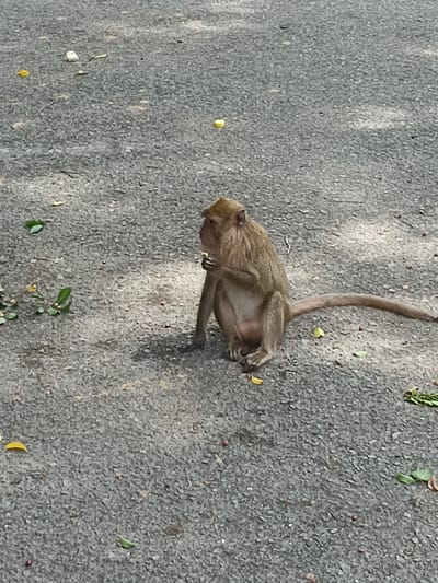 A monkey sits on an asphalt surface in Ban Hin Sam Kon, Thailand. The monkey, light brown in color, is in a seated position, holding a piece of food in its hands and eating. The asphalt ground is littered with small green leaves and yellow remnants, possibly discarded food pieces. The overall lighting suggests it is daytime. There are no people visible in the image.