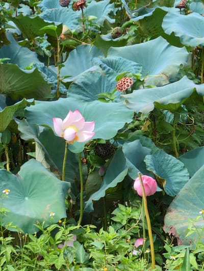 In the commune of Son Duong, Vietnam, a tranquil pond is teeming with life. Large, green lily pads, some as wide as dinner plates, create a lush canopy, their surfaces glistening with moisture. Amidst this verdant carpet, delicate pink lotus flowers bloom, their petals unfurling in various stages of openness. One mature bloom, with its soft pink petals tinged with a deeper hue at the edges, stands proudly, its yellow center peeking out. Another, a closed bud, suggests future beauty. Scattered amongst the lily pads are seed pods, some appearing mature and dark, others lighter and covered in small, hexagonal cells. The scene is further enhanced by the presence of small white flowers with yellow centers, dotting the lower edges of the pond, adding a touch of delicate charm to the otherwise grand display of lotus. The environment suggests a natural setting, possibly a botanical garden or a well-maintained pond, characterized by abundance and natural beauty.
