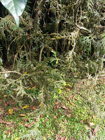This image captures a dense natural outdoor environment in Soibada, East Timor. The scene is primarily composed of various plant life. In the foreground, numerous branches with small, scale-like green leaves, consistent with a type of cypress or coniferous shrub, fill the frame, some displaying lighter yellowish-green tips. Behind this foreground foliage, a denser layer of tree trunks and branches is visible, suggesting a woodland or overgrown area. The ground beneath the vegetation is covered with green grass interspersed with scattered brown and yellow fallen leaves. No individuals, animals, or man-made objects are present or engaged in any specific action or interaction within the visible area.