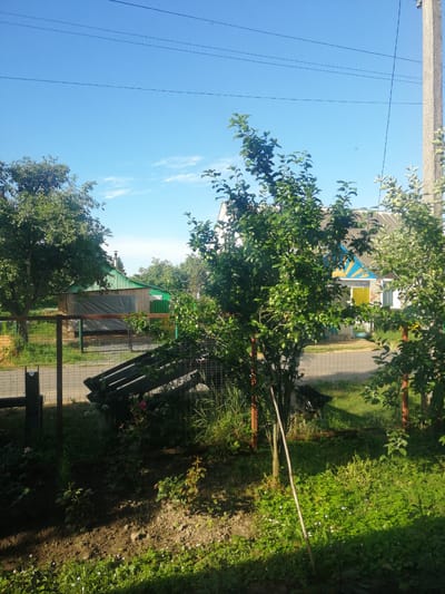 A bright, sunny day is captured in this outdoor scene. The sky is a vibrant, clear blue with a few wispy white clouds. Several power lines stretch across the upper portion of the frame. In the foreground, a young sapling stands tall, its branches laden with small green fruits, possibly plums. To the left, a mature tree with dense green foliage provides shade. A metal fence runs along the front of the property, partially obscured by overgrown grass and vegetation.
Beyond the fence, a wooden structure with a green, corrugated metal roof is visible. A large tarp is draped over one section of the structure. Further back, a colorful house with a blue and yellow painted gable is present. The house has white windows and a dark grey roof. A concrete utility pole stands on the right side of the image, also with power lines attached. The ground in the foreground is a mix of tilled earth and lush green ground cover dotted with small white flowers. A fallen wooden structure, possibly part of a trellis or support system, lies in the mid-ground behind the fence. The overall impression is a peaceful, rural setting on a beautiful summer day. The time of day is likely late morning or early afternoon, given the strong sunlight and shadows.