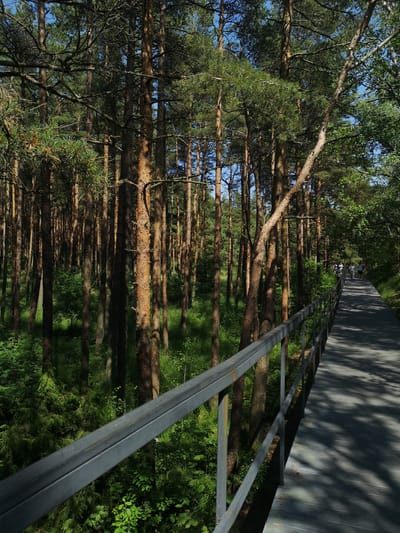The image shows a wooden boardwalk with a metal railing running through a dense forest of pine trees. The boardwalk is wide and paved, with shadows of tree branches cast upon it. Several people are visible walking and cycling on the boardwalk in the distance. The forest floor is covered with lush green vegetation. The sky is clear and blue. The scene appears to be a recreational area within the city of Morskoye, Russia, likely a park or nature reserve.