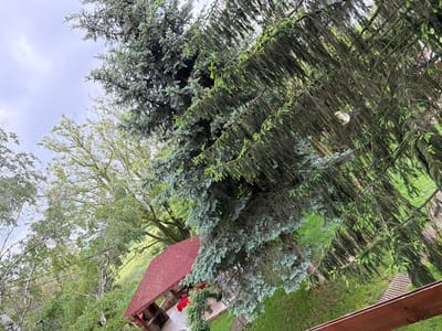 The image captures a lush outdoor scene, potentially a garden or yard, in Umarevtsi, Bulgaria. A wooden gazebo with a reddish-brown roof is partially visible amidst a cluster of trees. These trees vary in type, including deciduous trees with light green foliage and prominent coniferous trees with dense, blue-green needles and dangling branches. The ground is covered in green grass, creating a verdant backdrop. The view is slightly elevated, as indicated by a wooden railing partially visible in the foreground. The sky is overcast with a diffused light.