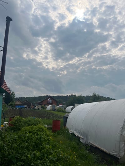 The image captures a rural scene in Berezovskii, Russia, under a cloudy sky with patches of sunlight breaking through. In the foreground, lush green bushes and vegetation are visible, with two red barrels placed amidst them. To the right, a large, white greenhouse structure dominates the view, its translucent material partially obscuring the contents. Further back, a field of crops is arranged in rows, and several wooden houses, some with blue accents and one with a Russian flag flying, are nestled amongst trees. A tall, dark chimney pipe extends upwards on the left side of the frame. The overall impression is one of a working homestead in a natural, somewhat overcast environment.