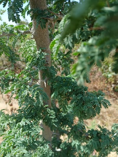 The image presents a close-up, static scene of a tree, observed in Mista Ali, Nigeria. A central, light brown, textured tree trunk runs vertically through the frame. Multiple branches extend from the trunk, densely covered with small, compound green leaves, exhibiting a vibrant and healthy appearance. The foliage varies slightly in hue, with some areas appearing brighter due to direct sunlight. The background is rendered out-of-focus, displaying blurred green and brown tones indicative of additional vegetation and ambient outdoor lighting under a clear or partly cloudy sky. No human figures, animals, or distinct man-made objects are present.