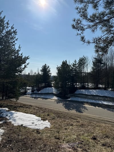 The scene depicts a rural road in Voksherino, Russia, under clear daylight conditions. The sun is visible in the upper right quadrant of a bright blue sky, casting distinct shadows. A two-lane asphalt road, dark gray in color, traverses the mid-ground diagonally from lower-left to upper-right. Significant patches of dirty, melting snow are present along the road's edges and on the adjacent ground, which consists of dry, brown grass and exposed soil with some emerging green shoots. Large coniferous trees, predominantly pines, frame the left and right sides of the foreground. A dense line of mixed evergreen and leafless deciduous trees forms the background, with further snow visible on the far side of the road embankment. No individuals, vehicles, or animals are visible, and no active events are depicted.