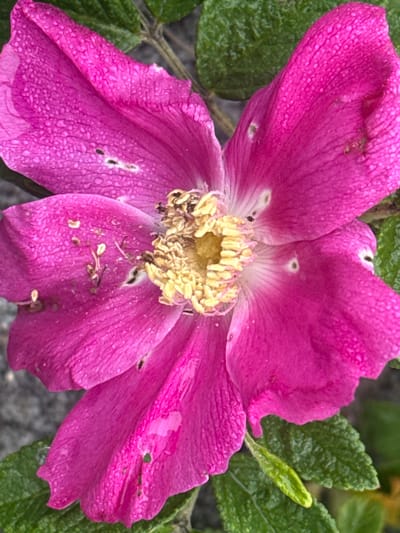 A close-up, overhead shot shows a bright pink, five-petaled flower with a yellow center. The petals are speckled with small, dark spots and tiny water droplets, suggesting recent rain or dew. The flower appears to be on a plant with green, serrated leaves. The background is blurred, with a hint of gray stone and more green foliage. The image captures a delicate natural subject, likely in an outdoor setting. There are no people, animals, or man-made structures visible in this photograph, which was taken in Kuril'sk, Russia.