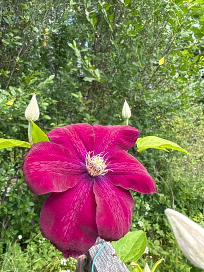 A close-up, eye-level, vertical shot captures a vibrant magenta clematis flower in full bloom, dominating the foreground. The flower's petals are wide and slightly ruffled, with delicate white stamens clustered at its center. To the left of the main flower, a pale green leaf arches upwards, and a fuzzy, pale green clematis bud stands tall. Another similar bud is visible to the right, peeking from behind the main bloom. The background consists of a lush, green foliage of trees and shrubs, indicative of a natural, outdoor setting. A weathered wooden post, tied with a thin blue string, is visible along the bottom right edge of the frame, partially obscured by the flower and foliage. The image was taken in or near the city of Dubrovino, Russia.