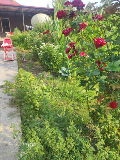 In an outdoor scene in Mingchinar (Blagoveshchensky), Uzbekistan, a red high chair is placed on a concrete pathway adjacent to a garden area. The garden features several beds with blooming flowers, including vibrant red roses in the foreground and white roses further back, interspersed with green foliage and tall stalks of corn. A portion of a brick house with a covered porch is visible on the left side of the image, and a satellite dish is mounted on the porch roof. The overall environment suggests a residential property with a well-maintained garden.