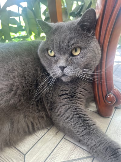 The image shows a gray cat lying on a tiled floor next to a wooden table leg. The cat is facing the camera with its eyes open and looking directly at the viewer. Its fur is short and dense, and it has prominent white whiskers. Behind the cat, out of focus, are green leaves and bright sunlight, suggesting an outdoor or semi-outdoor setting with natural light. The floor tiles are a light beige color with a wood-grain pattern and dark gray grout lines. A portion of a dark, polished wooden furniture leg is visible on the right side of the frame, featuring carved details. The scene appears to be in a residential area, possibly a garden or patio, within the city of Livadiyskyi settlement council, Ukraine.