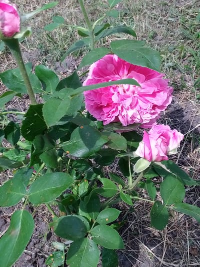 In Romodan, Ukraine, a close-up, ground-level shot captures a blooming rose bush. The bush displays multiple pink roses, one fully open and richly textured, another a tightly furled bud. Lush green leaves, some showing signs of fungal spots, surround the blossoms. The background consists of dry grass, soil, and faint shadows, suggesting an outdoor, garden setting on a bright, sunny day.