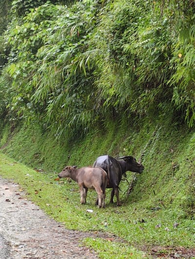 Two water buffalo, one adult and one calf, are standing on a grassy embankment next to a gravel road. The adult buffalo is dark gray and is positioned behind and to the right of the calf. The calf is lighter brown and is facing left, looking towards the road. The embankment is covered in dense green vegetation, with bamboo-like plants and other foliage growing on a steep incline behind the buffalo. The road in the foreground is covered with small stones and scattered brown leaves. The scene appears to be in a rural, natural setting, consistent with Mậu Duệ Commune, Vietnam, which is known for its mountainous terrain and agricultural landscapes.