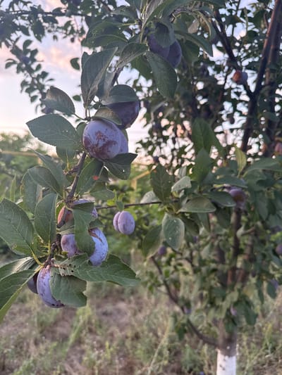 In Botnăreștii Noi, Moldova, a close-up shot captures ripe plums hanging from a tree against a backdrop of the sky and dry vegetation. The plums, predominantly purple with some showing red blush, are clustered on branches adorned with green leaves. The focus is on a branch in the foreground, showcasing several plums, some partially obscured by leaves. The tree trunk, with white paint near its base, is visible on the right. The lighting suggests it is either early morning or late afternoon, with soft sunlight illuminating the scene.