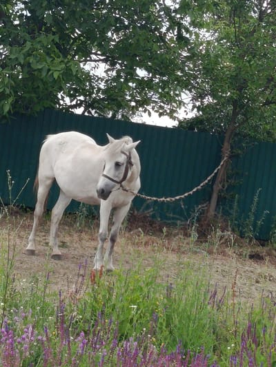 A white horse stands in a yard near a dark green fence. The horse is facing right, with its head turned slightly to the left. It is wearing a brown halter and a rope tied to a tree. The yard is covered in dirt and dry grass, with some green plants and purple flowers in the foreground. A large tree with green leaves is behind the horse, and a smaller tree is to its right. The sky is visible through the leaves of the trees. This scene is located in Mala Smilianka, Ukraine.