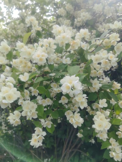 The image is a close-up of a blooming jasmine bush. The flowers are white with yellow stamens and are clustered on green branches. The background is a blur of more white flowers and green leaves, suggesting a dense bush. The lighting is soft, with some lens flare visible in the lower left corner, indicating it was taken outdoors. The image depicts a natural scene, characteristic of a garden or park. There are no people or man-made objects prominently featured. The scene is peaceful and serene, emphasizing the beauty of the flowers.