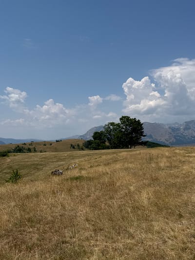 The image depicts a natural landscape in the vicinity of Pišče, Montenegro, under a partially cloudy sky. The foreground is dominated by a field of dry, golden grass, suggesting a dry season. Scattered within the grass are small clusters of rocks, possibly remnants of a stone wall or natural formations. In the mid-ground, a small group of animals, possibly sheep or goats, are visible grazing. Further back, rolling hills covered in dry grass and scattered trees extend towards a stand of dark green trees. In the background, a mountain range with rugged, rocky peaks rises against the sky, its slopes appearing barren in places and covered with vegetation in others. The sky is a vibrant blue, punctuated by white, fluffy cumulus clouds, particularly prominent on the right side of the frame. The overall scene conveys a sense of a rural, mountainous environment in Montenegro.
