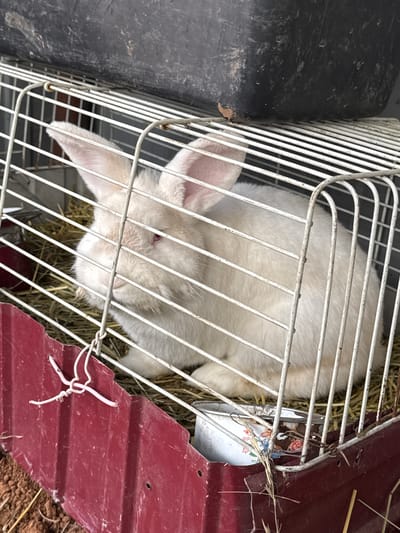 A white rabbit is confined in a wire cage. The cage contains hay on the bottom and is situated next to a black container and a piece of corrugated, red material. The location is Probuzhdenie, Russia.