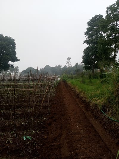 The image depicts an agricultural field located in Joshi Vihir, India, under an overcast sky. The scene is divided by a dirt path or tilled row running from the foreground towards the background, slightly off-center to the right. To the left of this path is a cultivated area featuring numerous small, green plants sparsely distributed in dark, tilled soil. This section is extensively fitted with a support system composed of many vertical wooden stakes interconnected by horizontal wooden beams, forming a grid-like structure. To the right of the dirt path, the ground rises slightly into an area densely covered with tall green grass and weeds. A bright green hose is visible on the ground within this grassy section in the lower right foreground. The background horizon features a dense line of trees and foliage, appearing somewhat hazy under the pale grey sky. A large, leafy tree stands prominently on the far left, partially obscured by the frame, and another tall tree with dark green foliage is on the far right. No people or observable actions are present within the frame.