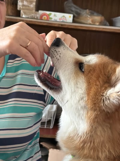 A close-up image shows a light brown and white dog with its mouth open near a person's hand. The dog's teeth are visible. The person's hand is pale and has a gold ring on the ring finger. The person is wearing a striped shirt with colors of dark blue, light blue, and white. The background includes a wooden cabinet and other blurred objects. The image was taken indoors. There is no indication this image was taken in Заболотово, Russia.