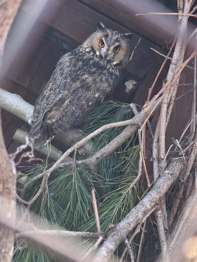 A long-eared owl is perched on a branch amidst twigs and pine needles. The owl faces the viewer and is mottled brown, grey, and white with prominent ear tufts and bright orange eyes. The background appears to be wooden slats, suggesting an enclosed space or structure. The scene may be located in Uspenskii, Russia.