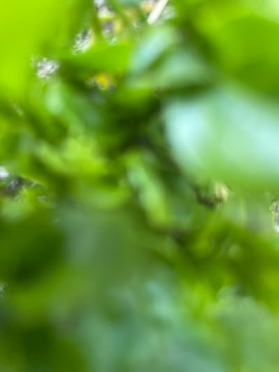 The image is a close-up, out-of-focus shot of bright green foliage, suggesting a natural environment. The lighting is soft and diffused, creating a dreamy and abstract effect. There are no discernible landmarks or features that would place the image in the city of Успенка, Kazakhstan. The scene is devoid of any people, subjects, objects, or actions. The environment appears to be densely vegetated, with various shades of green dominating the frame. The shallow depth of field blurs the background, making it impossible to identify specific plants or details. The overall impression is one of lush greenery and a tranquil, natural setting.