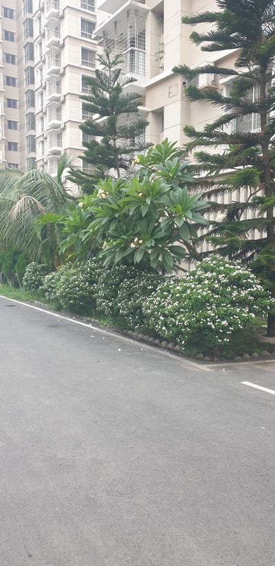 The image depicts a street scene in Chor Sahapur, Bangladesh, featuring a modern apartment building situated behind a lush green landscape. The building is tall and multi-storied, with a light-colored facade and numerous windows, many of which are adorned with white decorative grilles. Air conditioning units are visible mounted on the building's exterior.

In front of the building, a variety of trees and shrubs create a natural buffer. Tall, dark green coniferous trees stand prominently, their branches reaching towards the building. A frangipani tree with large, broad leaves and small clusters of pale yellow flowers is visible in the mid-ground. Beneath these larger trees, dense bushes covered in a profusion of small white flowers line the edge of the road. A palm tree with characteristic fronds is also present on the left side of the frame.

The foreground is dominated by a paved road, appearing to be asphalt, with a white line marking its edge on the right side. The road is clean, with a few scattered white flower petals lying on its surface. The overall environment suggests a well-maintained urban or suburban area with a focus on integrating greenery with modern architecture. No people are visible in the image.