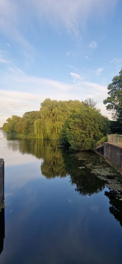 A full shot captures a serene canal scene in South Holland, United Kingdom, under a bright, partly cloudy sky. The water, a deep blue, reflects the lush green foliage of the trees that line its banks. A prominent weeping willow, with its characteristic cascading branches, dominates the left side of the frame, its leaves a vibrant green. Behind it, a dense cluster of deciduous trees adds to the verdant landscape. On the right bank, a concrete embankment with a metal railing creates a distinct edge to the water. The reflection of the trees and the sky on the water's surface is clear and detailed, adding depth to the scene. A small patch of algae or aquatic vegetation is visible floating on the water's surface near the embankment. In the distance, the canal stretches towards a faint horizon, suggesting a tranquil, natural setting within the urban environment. There are no people or animals visible in the image.
