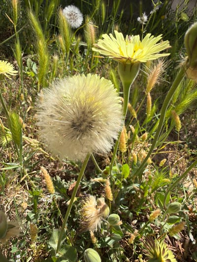 The image shows a close-up of various weeds and wildflowers in a grassy area, likely within an unkempt urban green space or field. A large, spherical dandelion seed head is centrally positioned, surrounded by other vegetation. A yellow wildflower with a single layer of petals is visible, along with seed heads of grasses and unripe flower buds. The location, as specified, is Riudoms, Spain, but there are no specific features to confirm the exact coordinates within the city. There are no people present. The scene depicts the natural growth of flora in a wild or uncultivated setting.