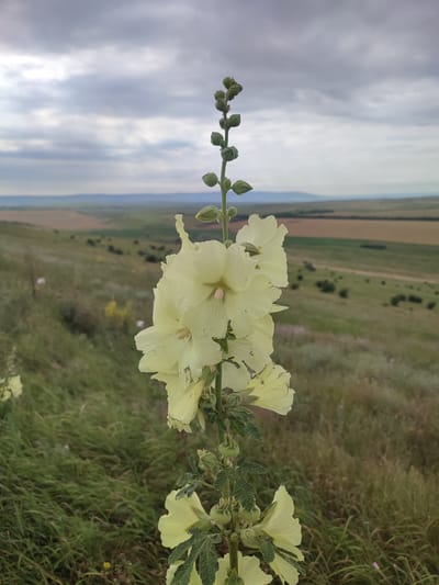 A close-up, eye-level shot captures a pale yellow hollyhock flower stalk against a blurry backdrop of rolling hills under a cloudy sky. The hollyhock, a tall plant with multiple blooms and buds, is positioned vertically in the center of the frame. The foreground features blurred green grass, with the rolling hills receding into the distance, showing patches of brown and green fields. The sky is overcast with a mix of white and grey clouds, suggesting a possibly humid or pre-rainy atmosphere. The scene is set outdoors, in what appears to be a natural, possibly rural landscape. The location is identified as Filimonovskaya, Russia. No people or animals are visible in the image.