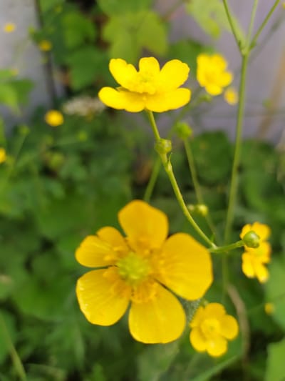 The image shows a close-up view of several yellow buttercup flowers and their green stems and leaves. The flowers are in various stages of bloom, with some fully open and others as buds. The background is a blur of green foliage and a light-colored wall or fence. The overall impression is of a natural outdoor setting. The image was taken in Turka, Ukraine.
