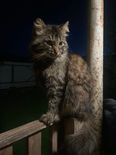 A medium-sized, long-haired cat with a predominantly gray and brown coat is draped across a rusty metal railing and wooden stairs. The cat's head is tilted towards the camera, and its eyes are open. The background is dark. A building with a white exterior is partially visible. The location in the city of Узяр, Russia is not discernible from the image.