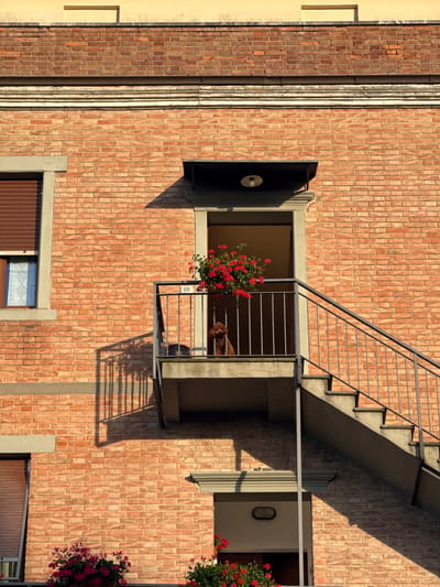 This image depicts a sunlit, multi-story brick building facade in Montalcino, Italy, featuring an external staircase and balcony. The uppermost section shows a light yellow painted wall over a dark brick band, separated by a white decorative cornice. The main wall is constructed from reddish-orange bricks laid in a stretcher bond pattern.
On the left, a window with closed brown roll-down shutters reveals a small section of an internal window with a white patterned curtain. The window is framed in light grey stone. To the right, a balcony with dark grey metal railings extends outwards. A brown, curly-haired dog is visible on the balcony, positioned behind a planter containing bright red geraniums. Above the balcony's entrance, a dark awning with an exposed light bulb is present.
A dark grey metal staircase ascends from the lower right of the frame, connecting to the balcony at its right edge. The low sun angle casts distinct, elongated shadows of the staircase and balcony railing onto the left brick wall. Below the main balcony, a lower doorway with an oval light fixture is partially visible, along with another planter of red flowers beneath the leftmost window.