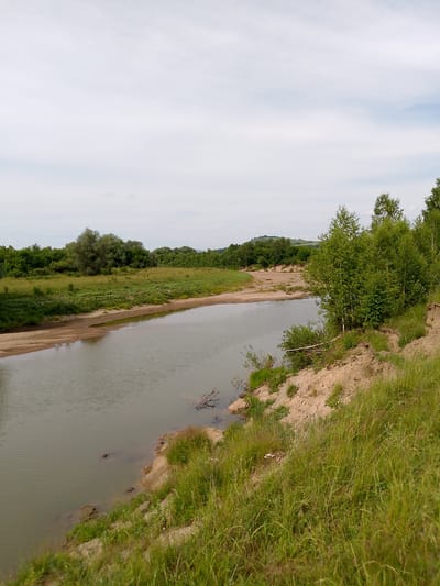 The image depicts a serene natural landscape along a riverbank in Novozykovo, Russia. The foreground is dominated by a grassy slope leading down to the calm, murky water of the river. Lush green grass and some taller plants cover the bank, with patches of sandy soil exposed. The river itself has a smooth surface, reflecting the overcast sky.
Across the river, a sandy bank is visible, leading into a densely vegetated area with a variety of trees and bushes. Further in the distance, rolling hills covered in more greenery rise against the horizon. The sky is a pale, cloudy grey, suggesting a cool or perhaps humid day, typical of a temperate climate. The lighting is soft and diffused, indicating it is likely daytime, perhaps late morning or afternoon. There are no people or man-made objects readily apparent, emphasizing the natural and untouched quality of the scene. A few pieces of driftwood are visible near the water's edge, hinting at the river's flow and natural processes. The overall impression is one of peaceful solitude and the quiet beauty of a rural riverside environment. There is no visible text in the image.