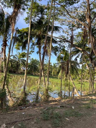 The image depicts a lush, tropical environment in Alurcucur, Indonesia, characterized by numerous tall palm trees and dense vegetation. In the foreground, a dirt path is visible, littered with plastic bottles and other debris, suggesting human activity and waste. Beyond the path lies a body of water, possibly a paddy field or a small lake, with green reeds or rice stalks growing within it. The water reflects the surrounding trees and the clear blue sky. In the mid-ground, a small, simple building with a pitched roof is partially visible amongst the trees. The scene conveys a sense of natural beauty juxtaposed with signs of human impact, particularly in the form of litter. There are no people visible in the image.