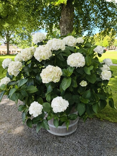 A large planter filled with white hydrangeas sits on a gravel path next to a grassy area. The planter is a weathered wooden barrel. In the background, a large tree with green foliage provides shade, and beyond that, a building with outdoor seating can be seen. People are present at the outdoor seating area. The scene appears to be in a park or garden setting within Ekerö kommun, Sweden.