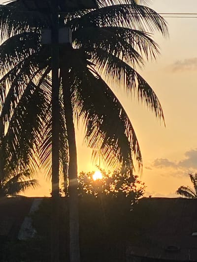 The image depicts a silhouette of a palm tree against a golden sunset sky. The setting sun is partially obscured by foliage and the palm fronds, creating a dappled light effect. The lower portion of the image shows a dark, indistinct landscape, possibly rooftops and vegetation. There are no discernible people or specific landmarks that would indicate a precise location within Amaseri, Nigeria. The overall scene is one of natural beauty at dusk.