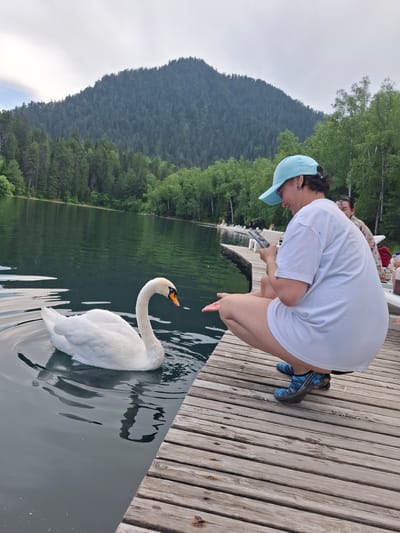 In Vydrino, Russia, a person wearing a white t-shirt and a blue baseball cap crouches on a wooden pier, extending their hand towards a white swan swimming in the calm water of a lake. The swan is positioned to the left of the frame, its neck gracefully curved. In the background, a densely forested mountain rises, its slopes covered in evergreen trees. The sky is overcast, and other people are visible sitting on lounge chairs along the pier in the distance. The overall scene depicts a serene natural setting with a moment of interaction between a human and wildlife.