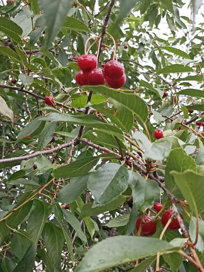 The image displays a close-up view of a cherry tree branch laden with ripe, red cherries and green leaves. The cherries are clustered in small bunches, some appearing wet, possibly from recent rain. The leaves are a vibrant green, with some showing water droplets. The background is blurred, suggesting an outdoor environment with dappled light filtering through the canopy. The specific location within Прыбыткаўскі сельскі Савет, Belarus, is not evident from the visual information provided. The scene is static, with no people or animals present.