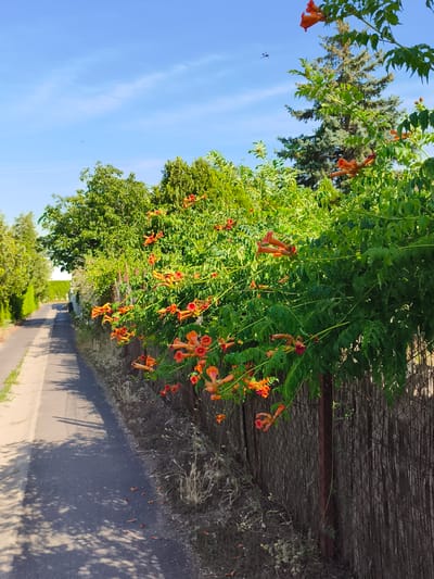The image captures a sunny day in Dunakeszi, Hungary, with a clear blue sky overhead. A paved path or road runs along the left side of the frame, bordered by lush green foliage and trees. On the right side, a chain-link fence is partially obscured by a vibrant climbing plant adorned with numerous trumpet-shaped orange flowers. The flowers are the focal point of the right side of the image, with their bright color contrasting against the green leaves and the weathered fence.
A tall evergreen tree stands in the background, behind the flowering vine. The overall scene suggests a warm, pleasant day, possibly in the late spring or summer, given the blooming flowers. Sunlight casts shadows on the path, indicating it is likely midday or early afternoon. There are no people or specific objects of interest visible, other than the natural elements of plants, trees, and the pathway. The composition focuses on the natural beauty of the blooming vine and the serene outdoor setting. There is no visible text in the image.